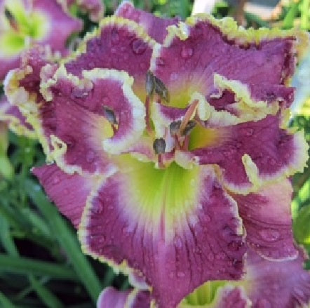 2 Fans Living easy Daylily