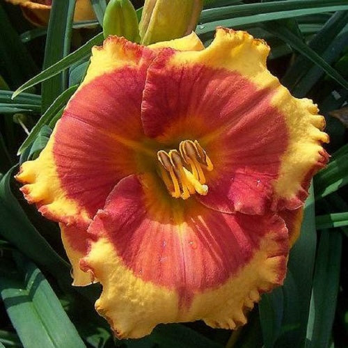 2 Fans Lollipop Kisses Daylily
