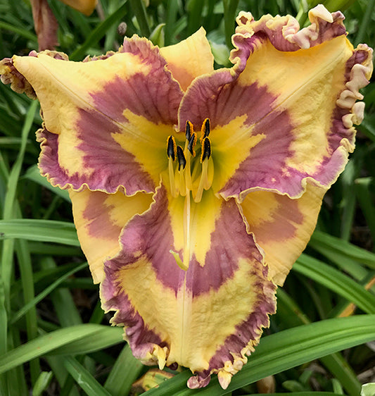 2 Fans Making Diamonds Daylily
