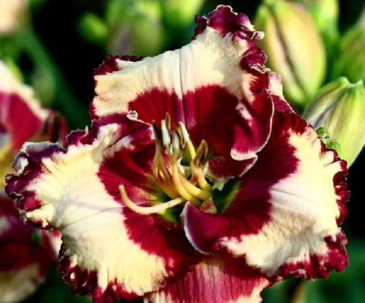 2 Fans Marilyn Monroe Daylily