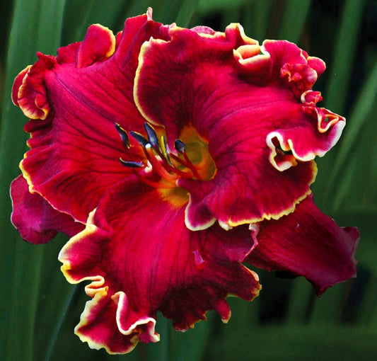 2 Fans Martha Ann McWilliams Daylily