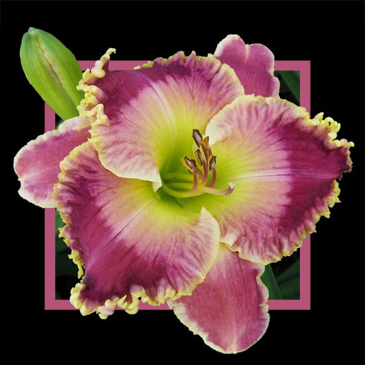 2 Fans Mazie Farr Daylily