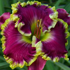 2 Fans Mean Joe Green Daylily