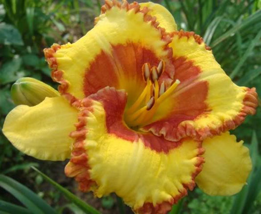 2 Fans Merry Moppet Daylily