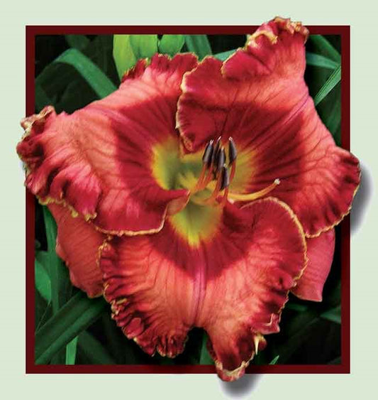 2 Fans Midnight Vampire Daylily