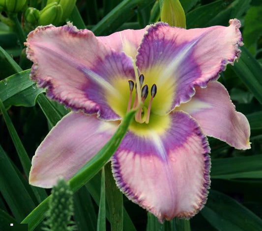 2 Fans Mildred Mitchell Daylily