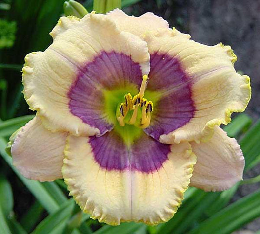 2 Fans Monday Morning Blues Daylily