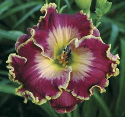 2 Fans Moonlight Sail Daylily