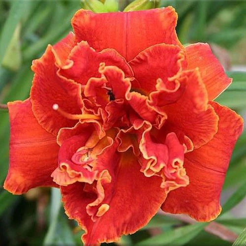 2 Fans Moses Fire Daylily
