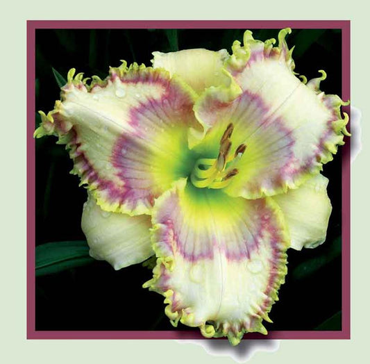 2 Fans Mystic Butterfly Daylily