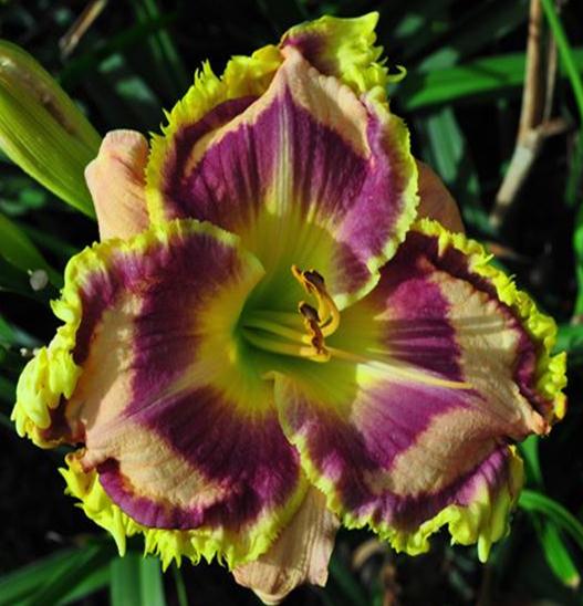 2 Fans Mystic Image Daylily
