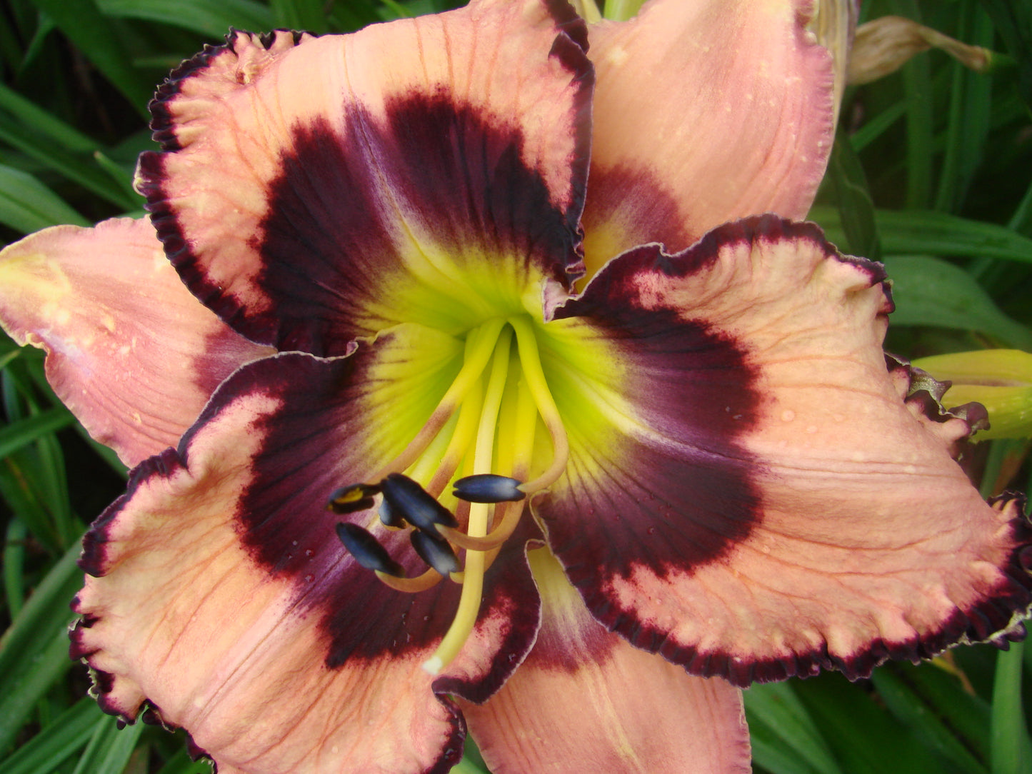 2 Fans None Like You Daylily