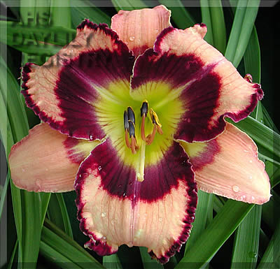 2 Fans None Like You Daylily