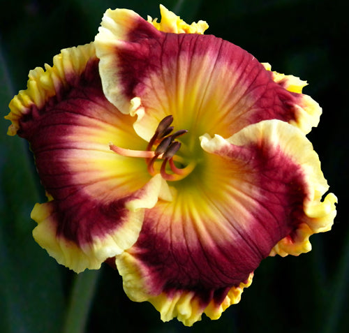 2 Fans Overdressed Daylily
