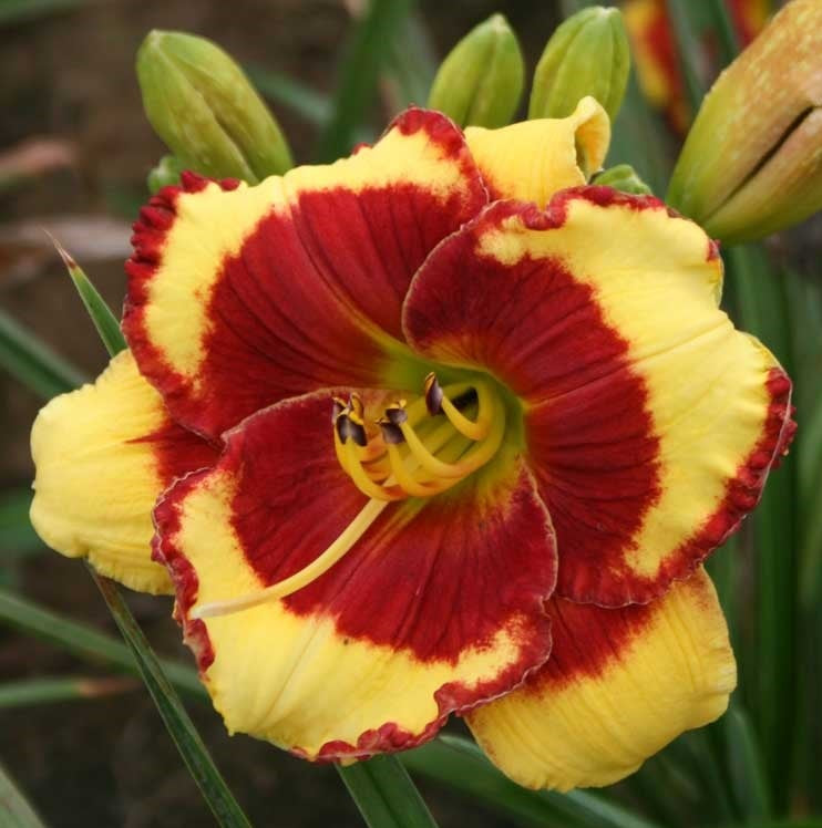 2 Fans Paco Bell Daylily