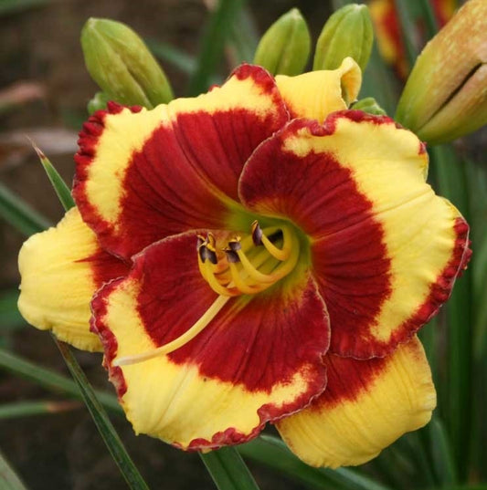 2 Fans Paco Bell Daylily