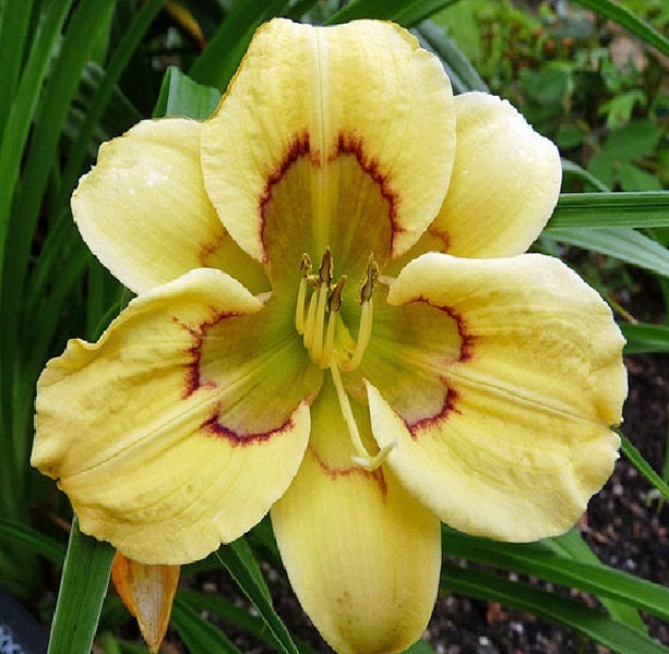2 Fans Patchwork Puzzle Daylily