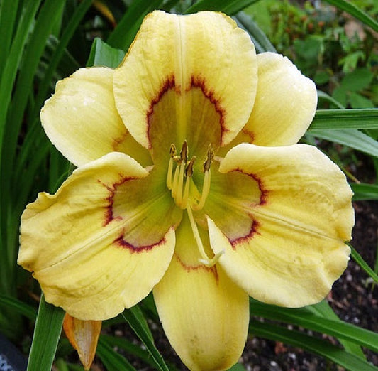 2 Fans Patchwork Puzzle Daylily