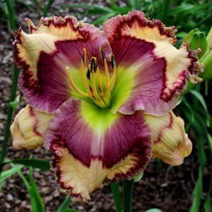 2 Fans Patterns Aplenty Daylily