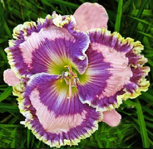 2 Fans Pete's Passion Daylily