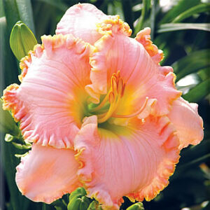 2 Fans Portofino Daylily