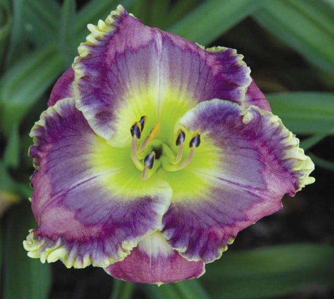 2 Fans Precious Candy Daylily