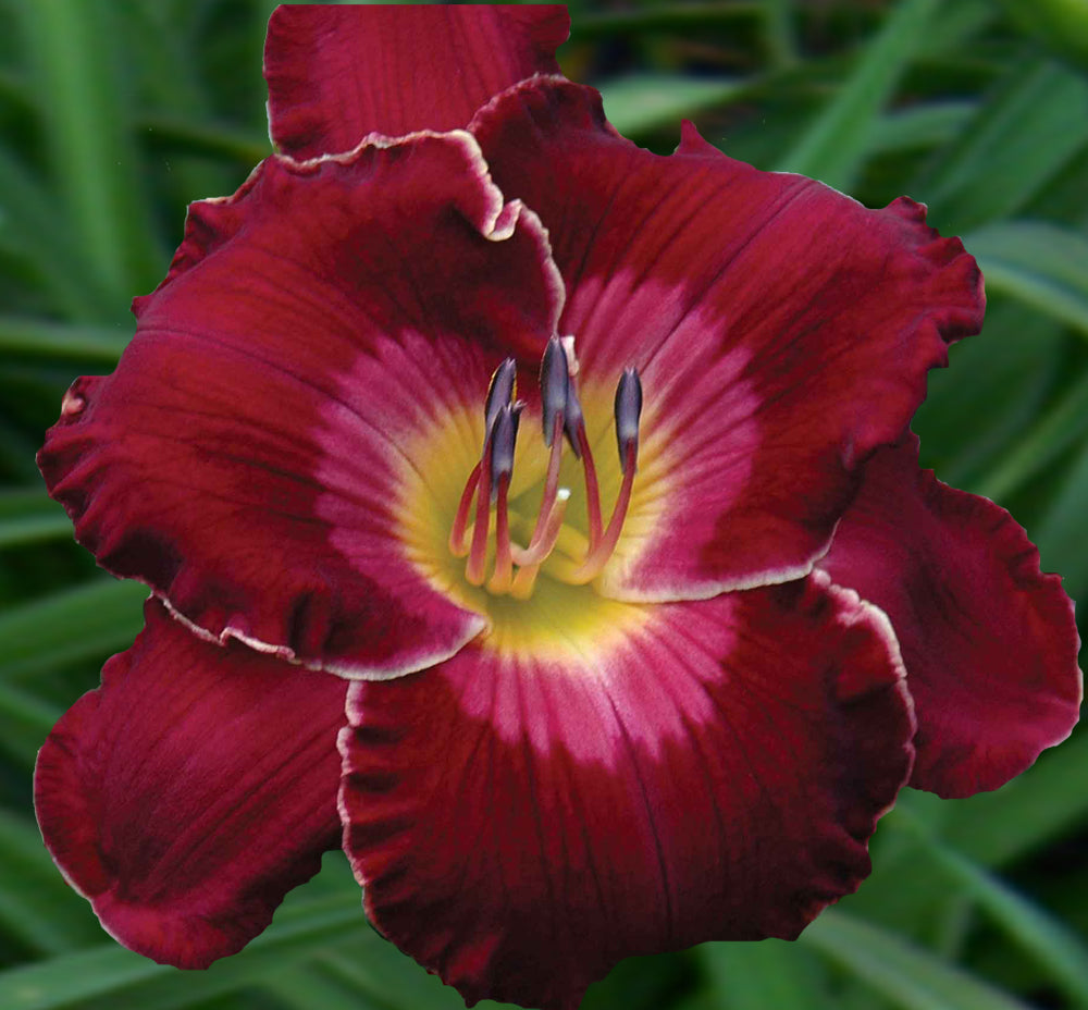 2 Fans Red Heartthrob Daylily