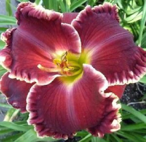 2 Fans Red Velvet Elvis Daylily