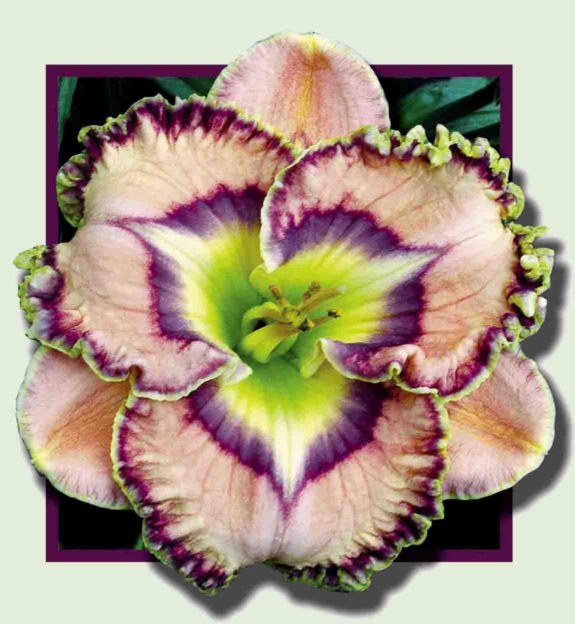 2 Fans Reggie Morgan Daylily