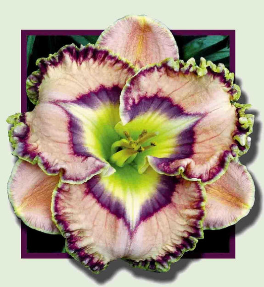 2 Fans Reggie Morgan Daylily