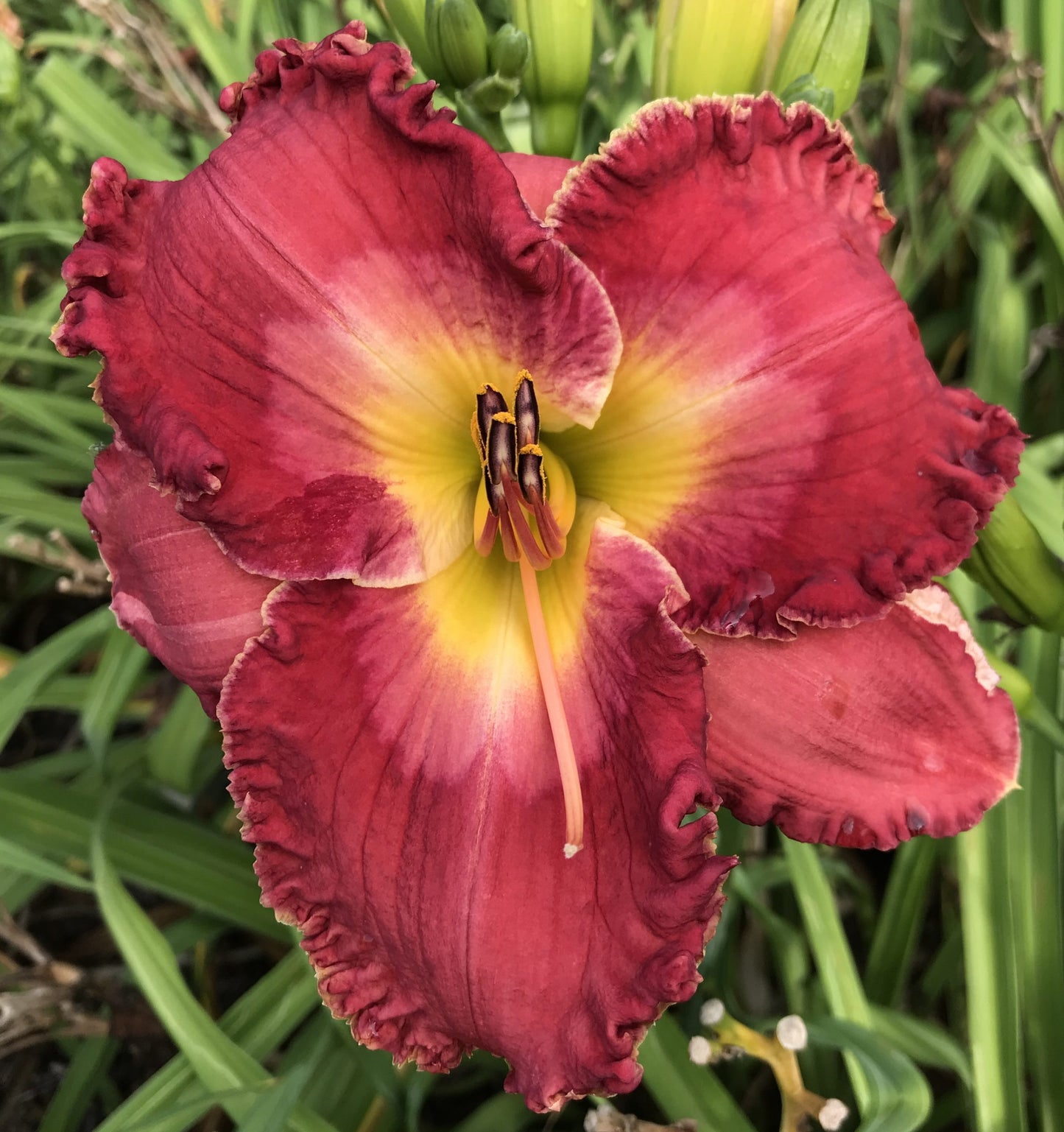 2 Fans Relentless Love Daylily