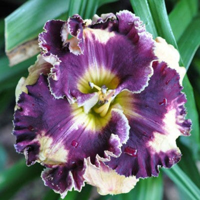 2 Fans Rock My World Daylily