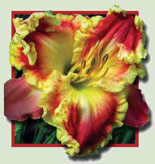 2 Fans Ruby Pearl Sullivan Daylily