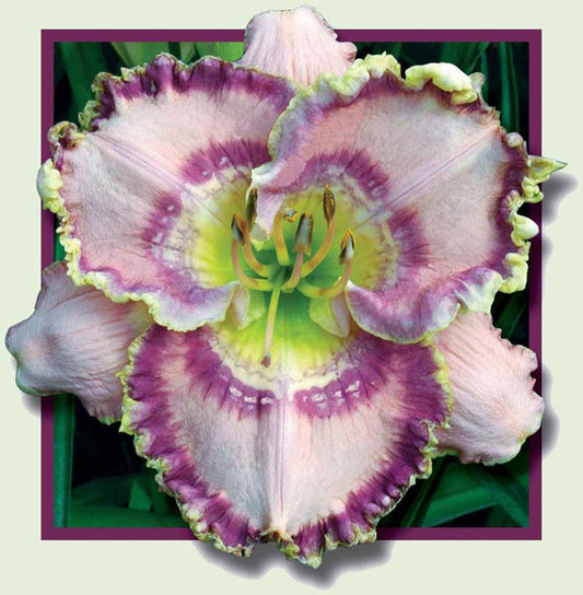 2 Fans Ruffles Have Ripples Daylily