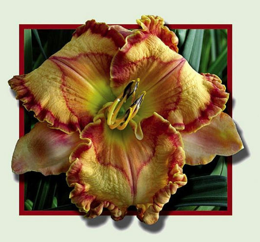 2 Fans Russian Temple Daylily