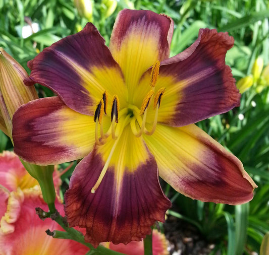 2 Fans Rustic Charm Daylily