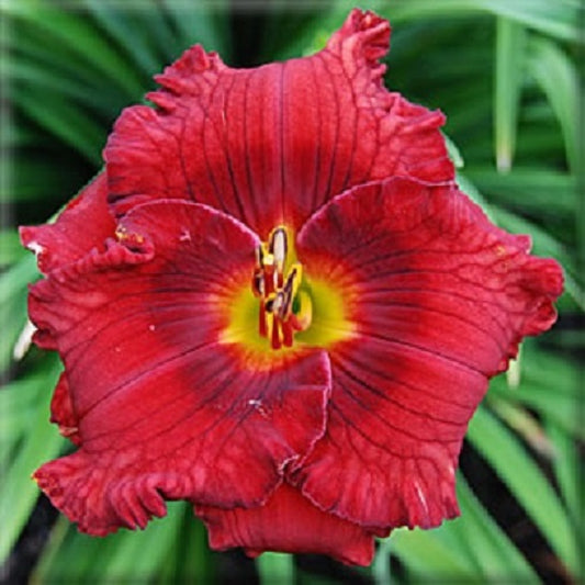 2 Fans Santa's Little Helper Daylily
