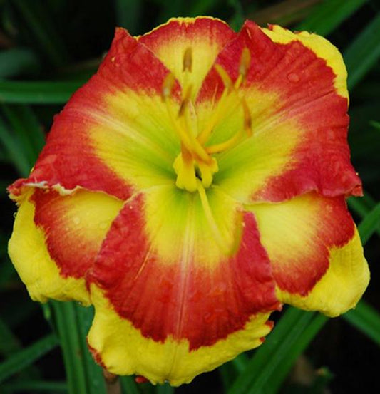 2 Fans Sir Francis Drake Daylily