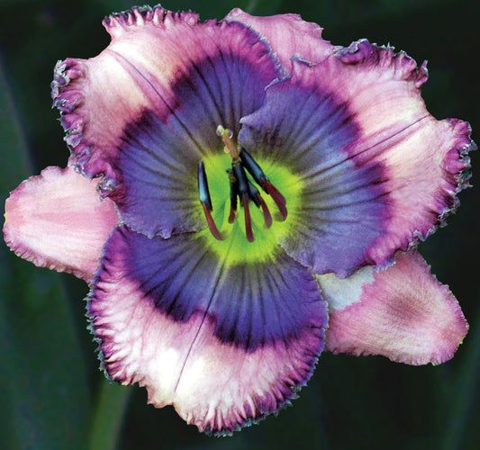 2 Fans Something Borrowed Something Blue Daylily