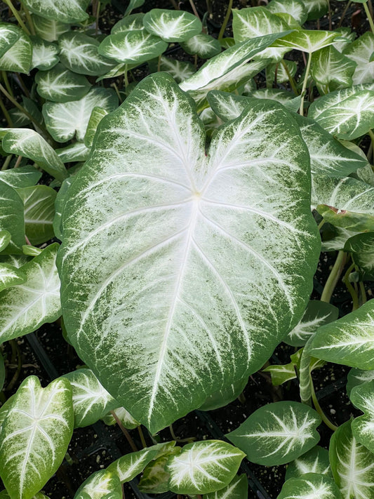 3 Bulbs Aaron Caladium