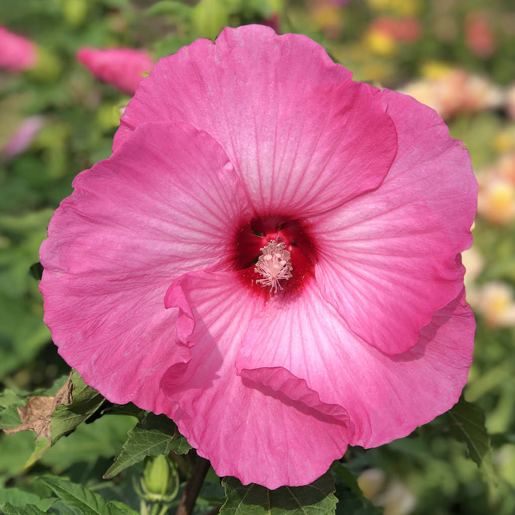 Air Brush Effect Hibiscus