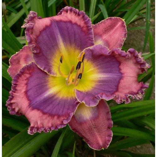 2 Fans Almost Parrot Eyes Daylily