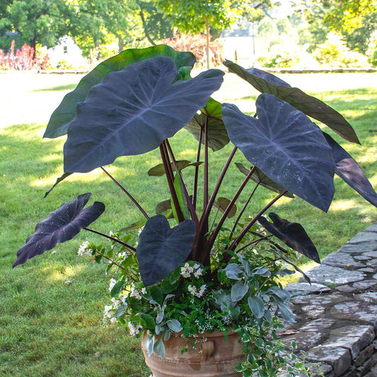 1 Bulb Colocasis Black Magic