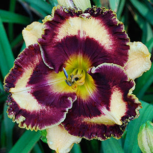 2 Fans Black Parrots Daylily