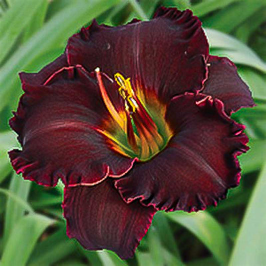 2 Fans Black Velvet Baby Daylily