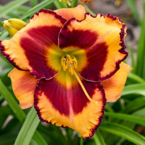 2 Fans Blazing Glory Daylily