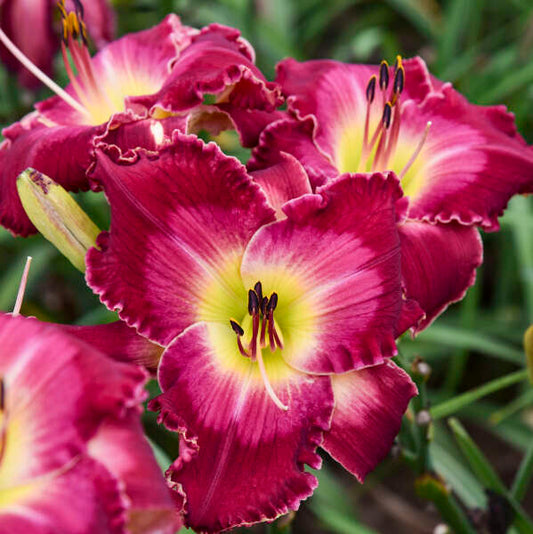 2 Fans Blood Sweat and Tears Daylily