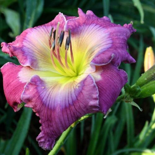 2 Fans Blue Light Special Daylily