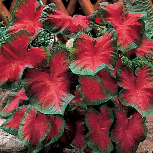 3 Bulbs Buck Caladium