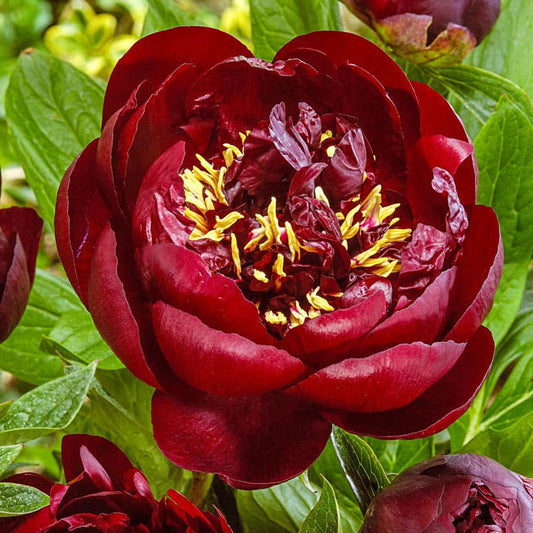 Buckeye Belle Garden Peony